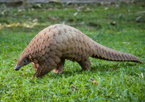 台灣寵物飼養限制
