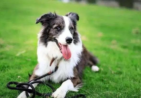 边境牧羊犬聪明度