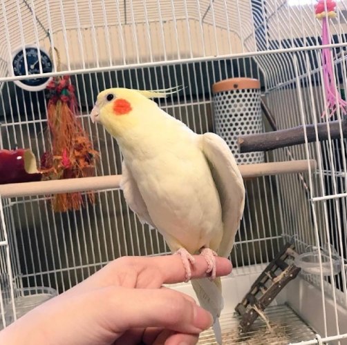 玄鳳鸚鵡行為分析