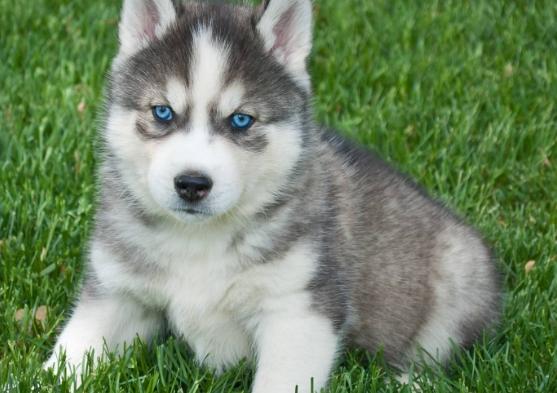 澳大利亞牧羊犬智商