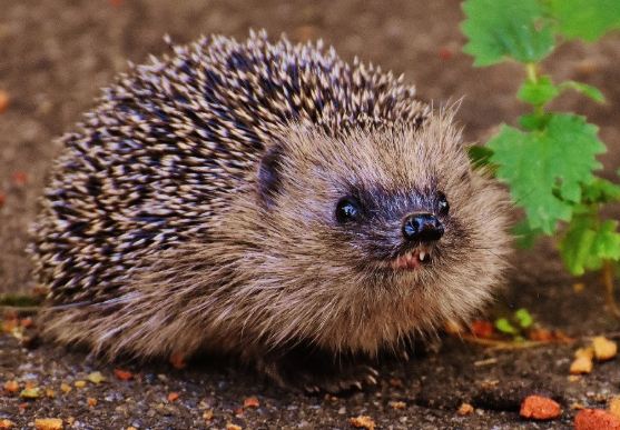 大刺蝟健康照護