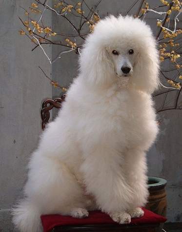 貴婦狗平均壽命