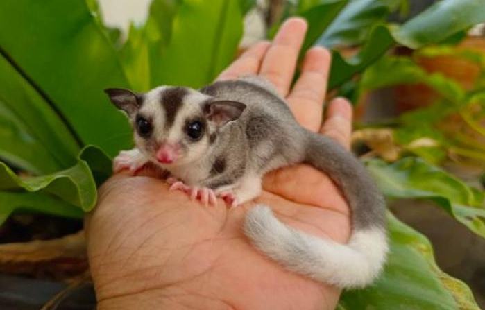 蜜袋鼯食物安全