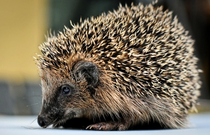 寵物刺猬照顧