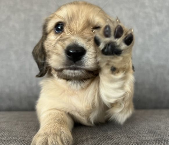 臘腸狗飼養方法