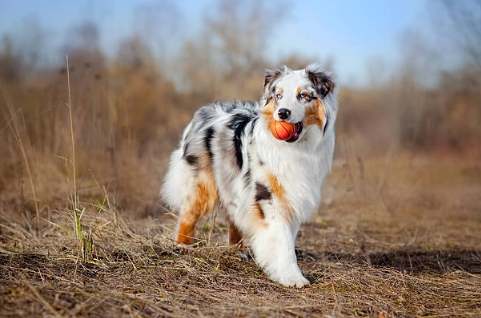 澳洲牧羊犬缺點