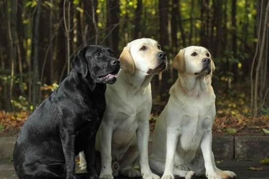 拉布拉多犬飼養優點