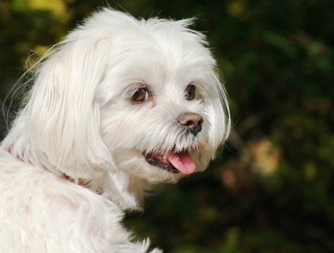 不亂叫的狗品種