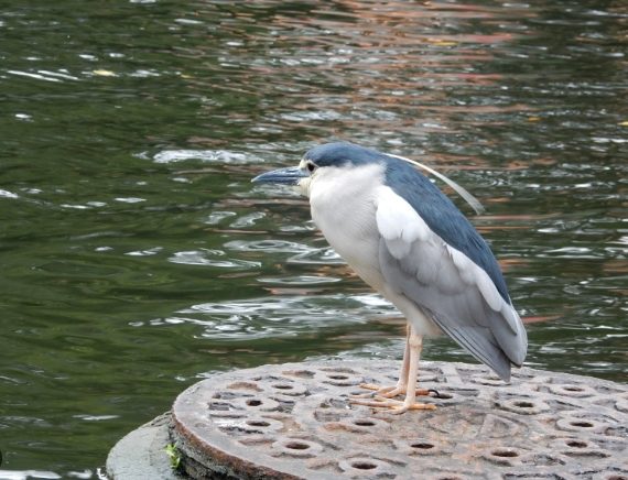 夜鷺亞成鳥特徵