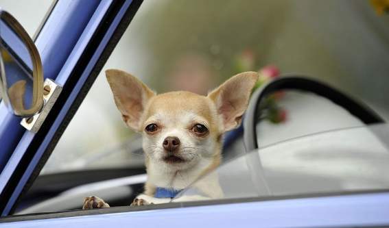 吉娃娃訓練方法