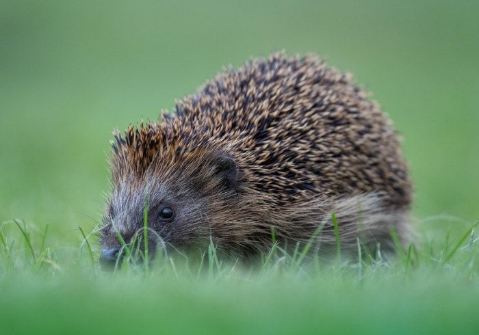 刺蝟不親人原因