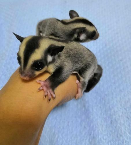 蜜袋鼯喂食花生