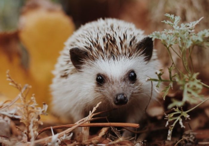 刺蝟吃蟲必要嗎