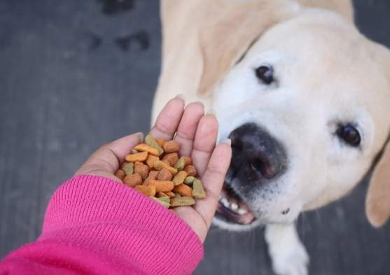 南瓜籽對狗狗安全嗎