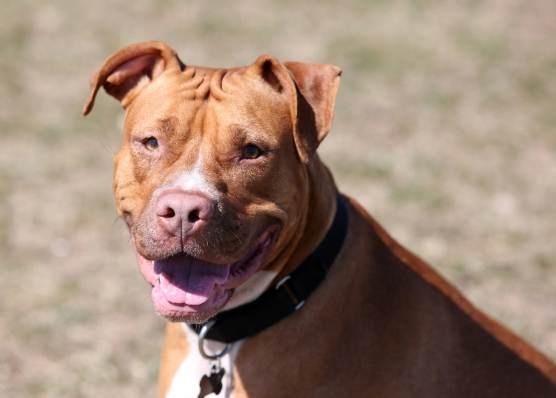 台灣危險犬種法規