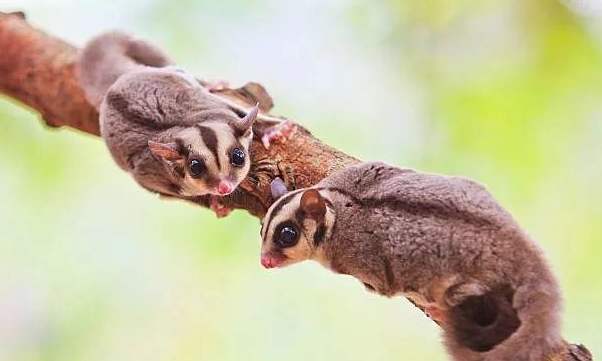 蜜袋鼯照顧技巧