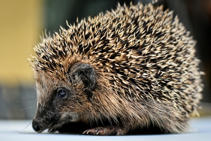 刺蝟不親人原因