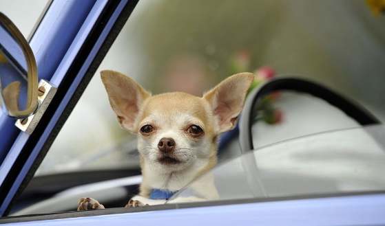 吉娃娃常見疾病