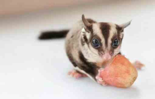 蜜袋鼯水果誤區