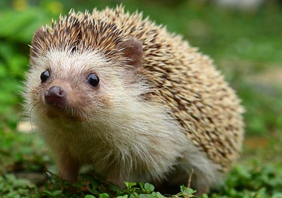 寵物刺蝟照護