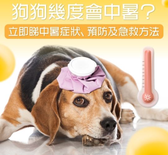 狗狗中暑腹泻