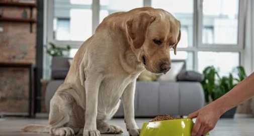 狗不吃東西原因