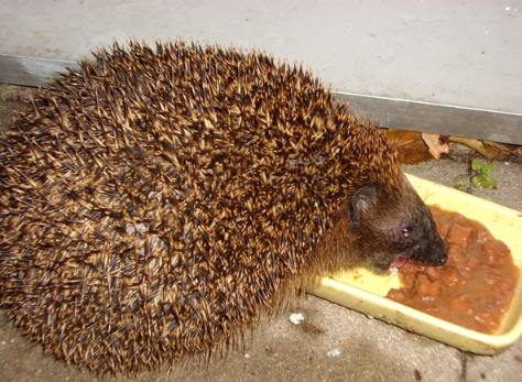大刺蝟品種