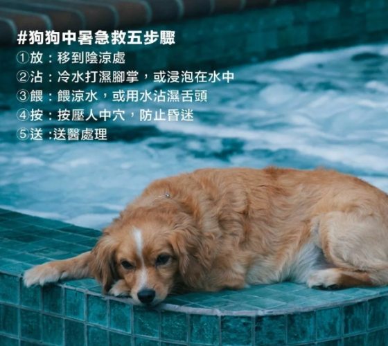 狗狗中暑症狀