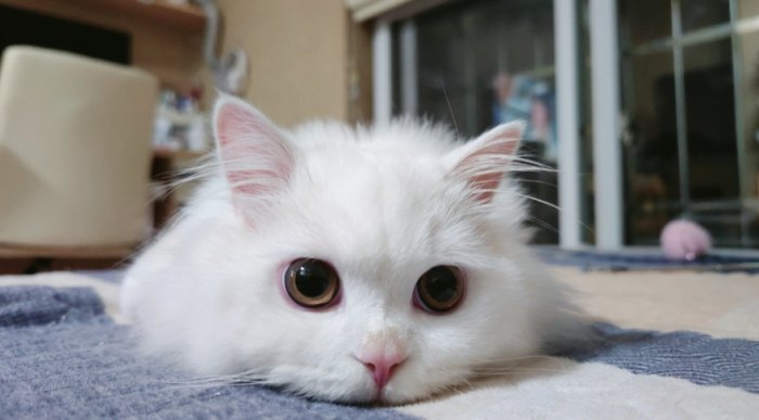 貓口水對人類有害嗎