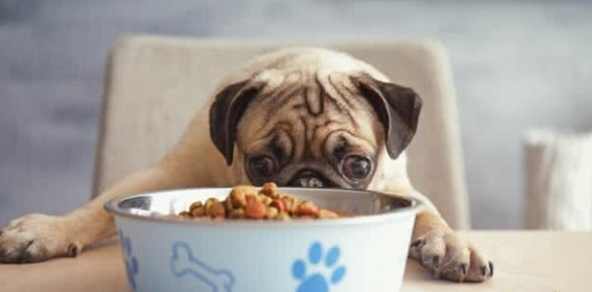 腎臟病狗狗飲食