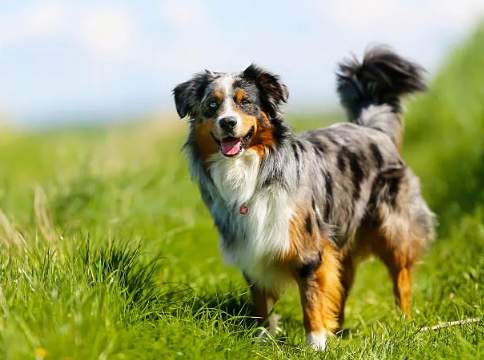 澳洲牧羊犬飼養