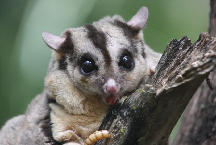 蜜袋鼯飲食禁忌