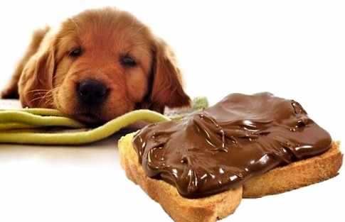 狗狗飲食禁忌
