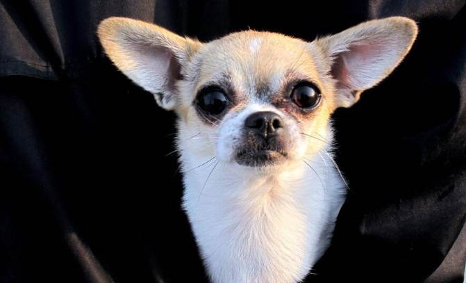 吉娃娃健康問題