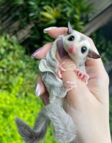 蜜袋鼯健康指標