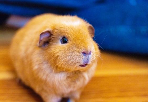 天竺鼠年齡判斷