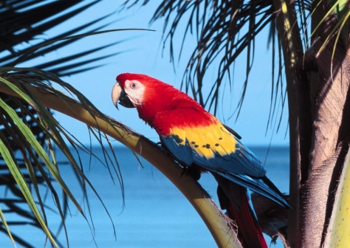 鸚鵡巧克力中毒