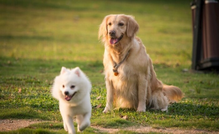 狗狗中暑症狀 狗狗中暑症狀