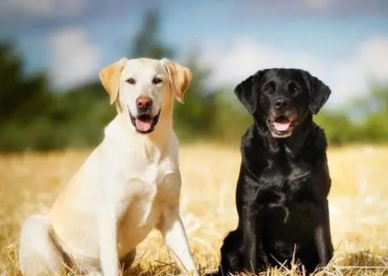 拉布拉多犬性格