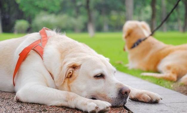 犬中暑後遺症治療