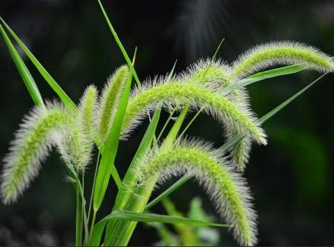 提摩西草種植條件