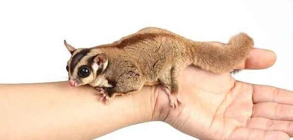 蜜袋鼯癱瘓治療