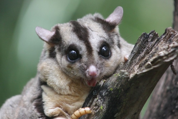 蜜袋鼯餵食方法