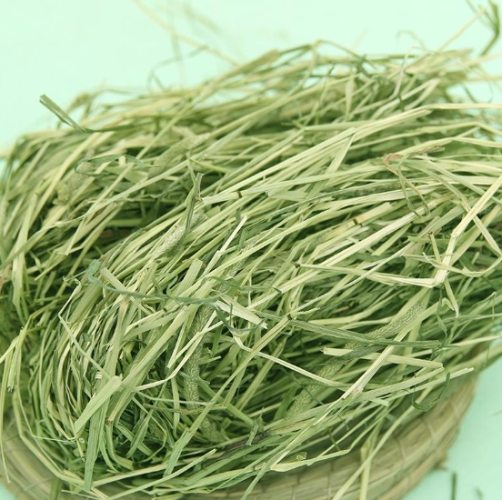 提摩西草栽培方法