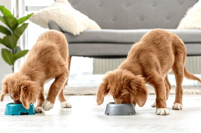 幼犬餵食量指南 幼犬餵食量指南