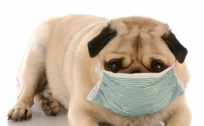 寵物健康溝通技巧