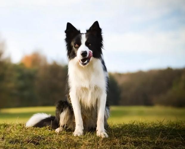 边境牧羊犬缺点