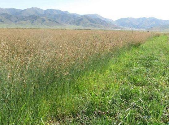 提摩西草栽培方法