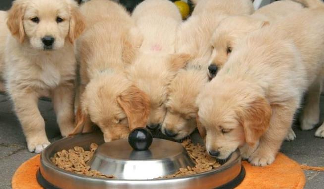 老年犬飲食指南