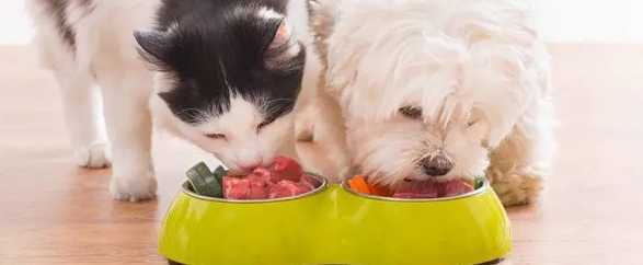 狗食欲不振處理 狗食欲不振處理